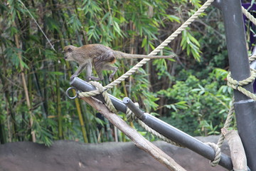 San Diego USA California Monkey
