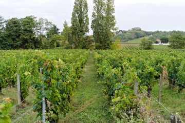 Fototapeta na wymiar Vineyard rows in the morning in the wine regions of Bordeaux