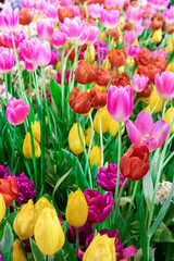 Pink and white tulips dynasty flowers use to be design to wallpaper or card