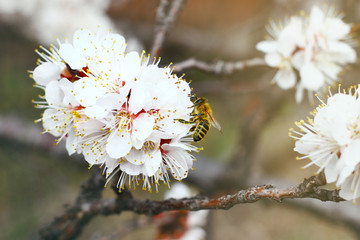 Close up view on spring tree blossoms with bee in yellow pollen