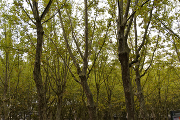 Looking through trees to a cloudy sky