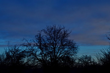 Fototapeta na wymiar silhouetted tree on sunset background