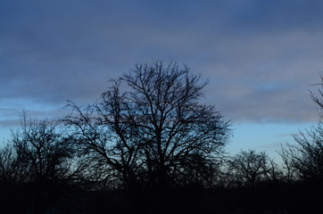 Fototapeta na wymiar lonely tree on sunset background
