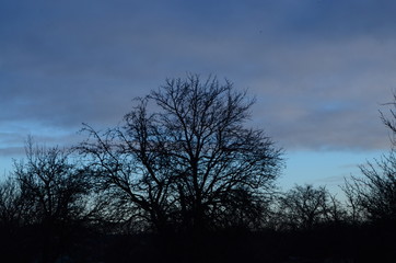 lonely tree on sunset background