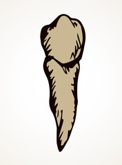 The layout of tooth. Vector drawing