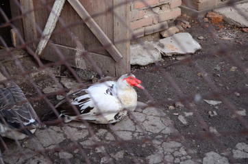 photo of a goose behind an iron net