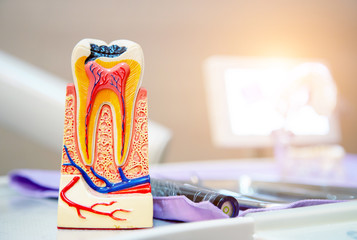 Teeth model and dental tools in dental clinics