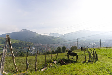 Morning view of fenced fields with donkeys in the mountains near San Sebastian, Spain