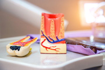 Teeth model and dental tools in dental clinics