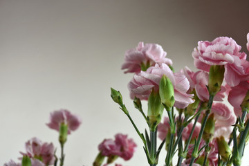 Bouquet of pink carnations on pastel background. Carnation for mothers day, wedding and valentines day. Close up