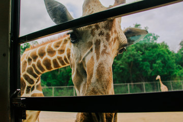 A giraffes at open zoo in Kanchanaburi