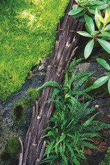Lush tropical vegetation scene with ferns, trunk and moss