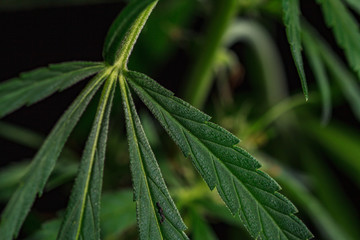 Thematic photos of hemp and marijuana Green leaf of cannabis. background image. Bright green leaves of marijuana close-up with a distinct pattern and texture.