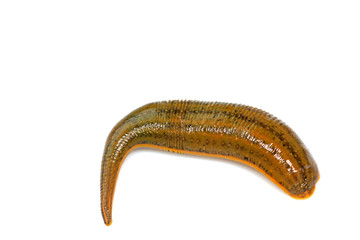 Whitmania pigra