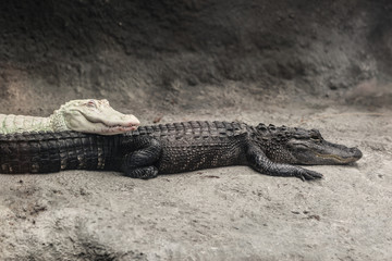 Albino alligator and a crocodile in a zoo scene