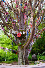 Fototapeta premium Sightseeing of Estonia. Shishkina pine (Mericula pine) is a popular tourist attraction in Narva-Joesuu