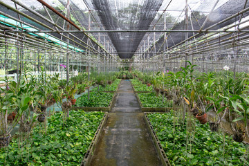 flower garden in the zoo