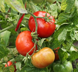 Bushes with red ripe and ripening green tomatoes in the greenhouse