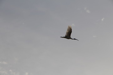 seagull in flight