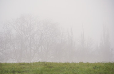 Obraz na płótnie Canvas Photo of trees real in the fog