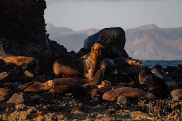 The rock of the sealions in Baja California Sur Mexico