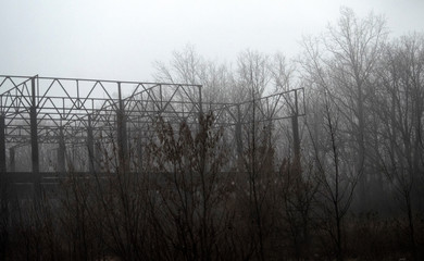  Photo of trees real in the fog