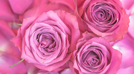 Liebe,  Rose, pink, rosa,