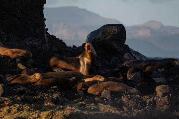 The rock of the sealions in Baja California Sur Mexico