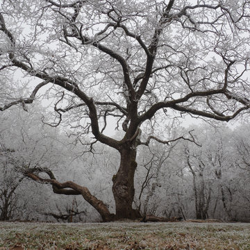 Old tree at winter forest