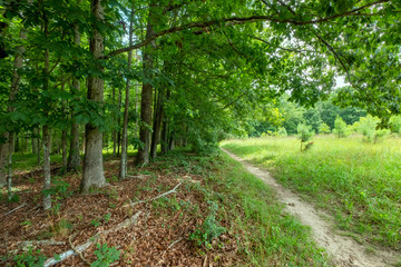 Mountain View Trail, Arabia Mountain, Georgia, USA