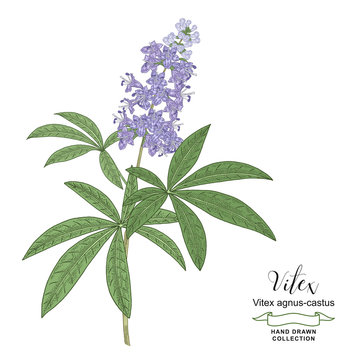 Vitex agnus-castus, vitex, chaste tree branch with flowers hand drawn. Colorful vector illustration. Detailed sketch style.