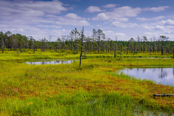 Viru bog (Viru Raba) in Lahemaa national Park, a popular natural attraction in Estonia, a tourist...