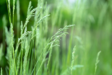 Fresh green grass background. Blurred nature backdrop. Landscape, nature, summer.