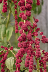 Amaranth caudatus flowers of kivich. Source Calcium, Manganese and Folate. ornamental plant. Leaves and seeds are eaten.