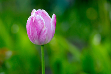 Bunch of pink tulip flowering in the meadow. Blooming tulip flowers. Spring and summer flowers, blurred background.