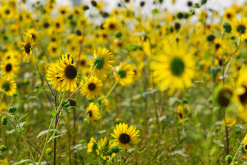 field of sunflowers