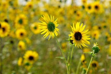 yellow flower field of sunflowers