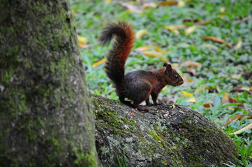 Naklejka na ściany i meble Playful squirrel in the mountains of Colombia