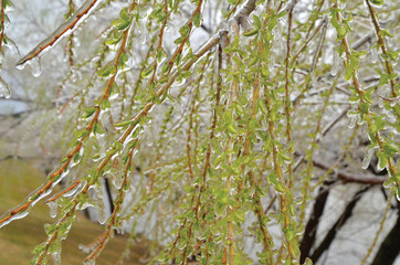tree in early spring ice