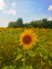 Obraz premium field of sunflowers and blue sky with clouds
