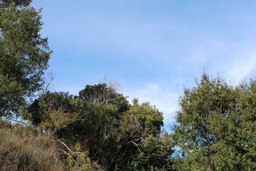 Will Rogers State Park is located in the Santa Monica Mountains, where many Southern California native plants compete in the Chaparral habitat.