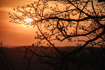 Beautiful orange sunset through black tree branches with swollen buds in spring