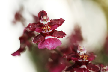 Purple orchids like dolls with blurred backgrounds