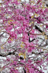 frozen cherry blossom