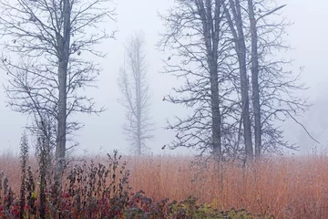 Foto auf Leinwand Frosted autumn tall grass prairie in fog, Fort Custer State Park, Michigan, USA © Dean Pennala