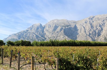 Fototapeta na wymiar grapes in a vineyard, Baska Voda and Brela, Croatia