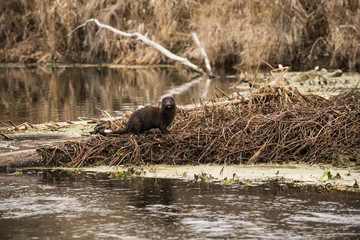  Photo of a river otter on the shore