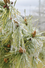 Naklejka na ściany i meble frozen pine branch with cones