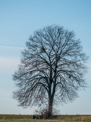 Kahle Obstbäume auf Baumgrundstück im Winter