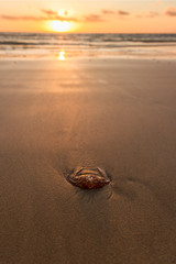 A stranded fire jellyfish on Fuerteventura beach at sunrise. Jellyfish plague in resorts on the coast of Fuerteventura at Canary Islands of Spain.